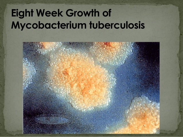 Mycobacterium tuberculosis and Mycobacterium leprae